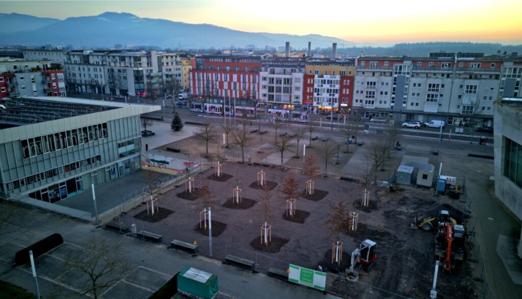 Die erste Phase ist geschafft: 12 neue Bäume auf dem nördlichen Maria-von-Rudloff-Platz Foto: Klaus-Jürgen Müller